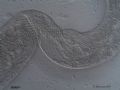 Spirostomum sp.